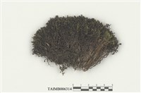 藏品(澤生合葉蘚)的圖片